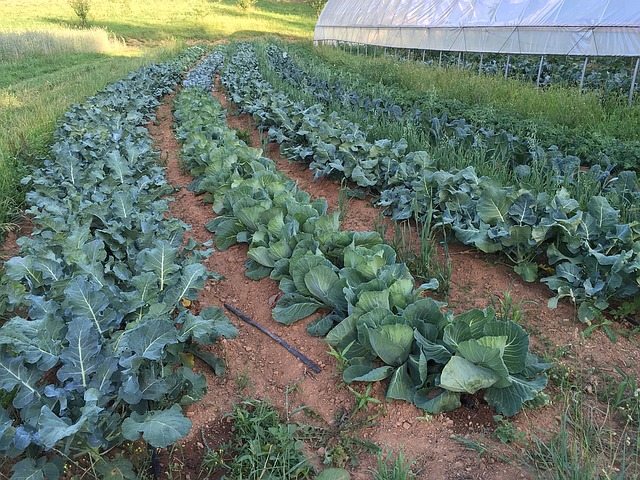 farm, garden rows, cabbages