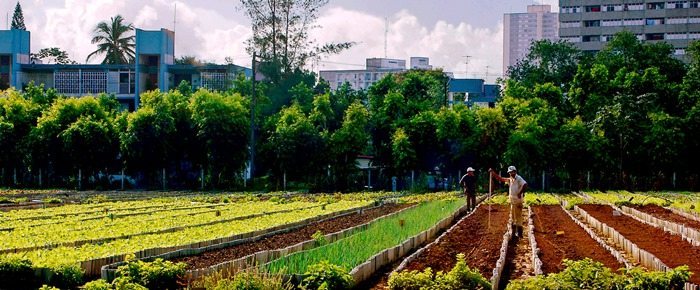 Learn the Lessons of Cuba’s Food System Collapse