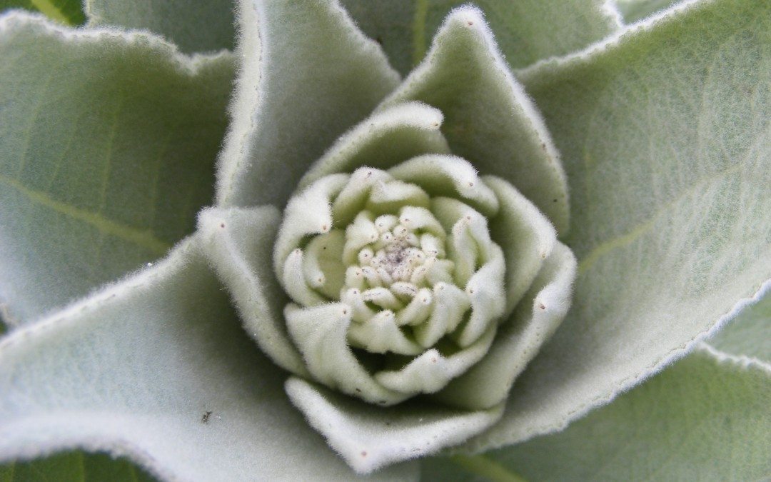 Herbal Preparations: Poultices