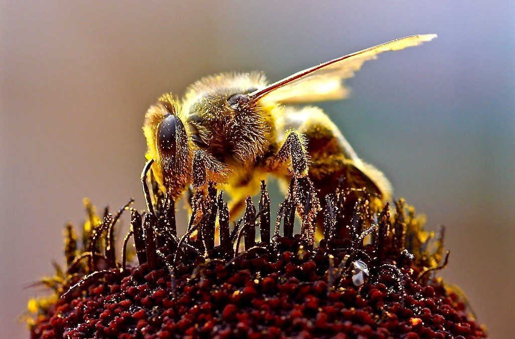 Bee covered with pollen for herbs for the respiratory system post.