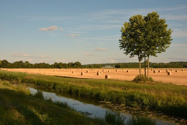 field, wheat, channel