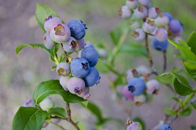 blueberries, blueberry bush, blueberry