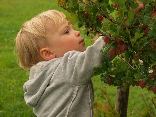 little girl, berries, summer