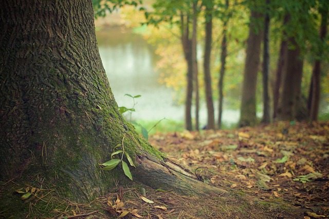 tree trunk, forest floor, trunk