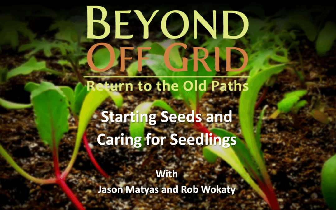 Starting Seeds & Caring for Seedlings